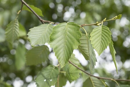 SPECKLED ALDER 1G (ALNUS INCANA VAR. RUGOSA)  - image 3