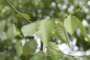 SPECKLED ALDER 1G (ALNUS INCANA VAR. RUGOSA)  - image 4