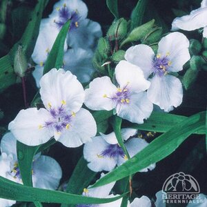 SPIDERWORT OSPREY 1G