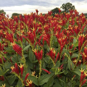 SPIGELIA LITTLE REDHEAD