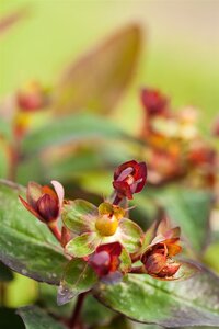 ST. JOHN'S WORT 30 CM - image 1