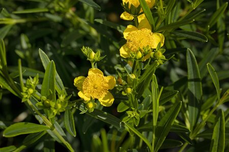 ST. JOHN'S WORT 30 CM - image 2