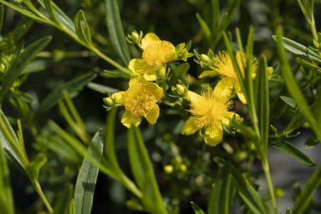 ST. JOHN'S WORT 30 CM - image 3