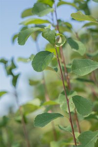 STANDING OVATION OBELISK SERVICEBERRY 60CM - image 1