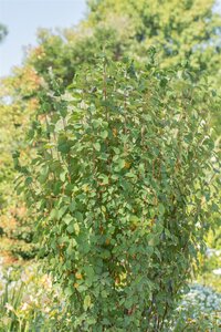 STANDING OVATION OBELISK SERVICEBERRY 60CM - image 2