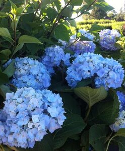 SUMMER CRUSH ENDLESS SUMMER HYDRANGEA 30CM