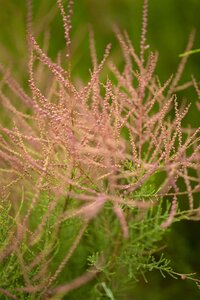 SUMMER GLOW TAMARISK 40CM