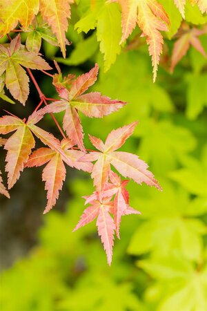 SUMMER GOLD JAPANESE MAPLE 2 GALLON  3 month warranty - image 4