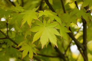 SUMMER GOLD JAPANESE MAPLE 2 GALLON  3 month warranty - image 1