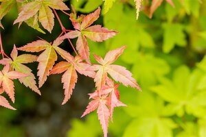 SUMMER GOLD JAPANESE MAPLE 2 GALLON  3 month warranty - image 3