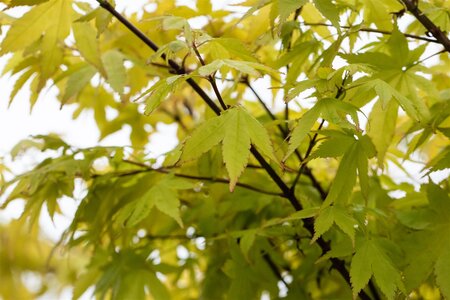 SUMMER GOLD JAPANESE MAPLE 2 GALLON  3 month warranty - image 2