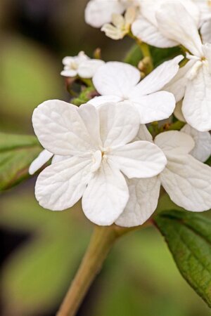 SUMMER SNOWFLAKE VIBURNUM 2GAL - image 2