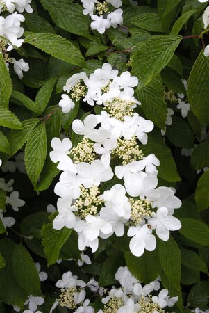 SUMMER SNOWFLAKE VIBURNUM 2GAL - image 6