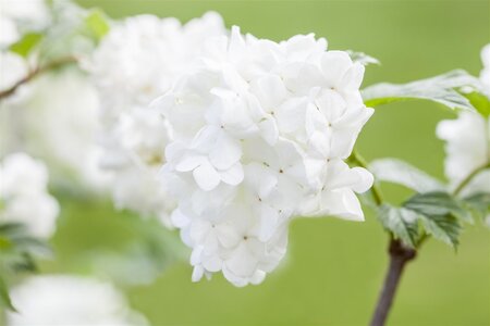 SUMMER SNOWFLAKE VIBURNUM 2GAL - image 3