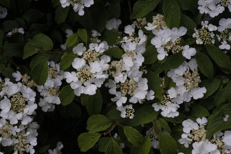 SUMMER SNOWFLAKE VIBURNUM 2GAL - image 5