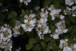 SUMMER SNOWFLAKE VIBURNUM 50CM - image 5