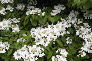 SUMMER SNOWFLAKE VIBURNUM 50CM - image 4