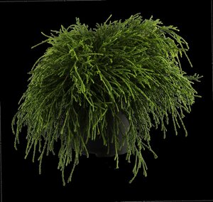 SUNGOLD THREAD-BRANCH CYPRESS 25 CM - image 1