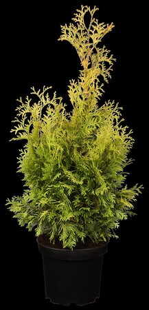 SUNKIST CEDAR 40 CM - image 1