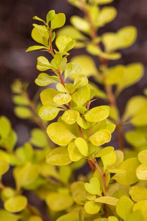 SUNSATION BARBERRY 20CM - image 3