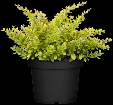 SUNSATION BARBERRY 20CM - image 2