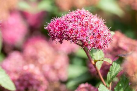 SUPERSTAR SPIREA 30CM - image 2