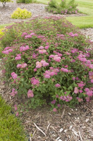 SUPERSTAR SPIREA 30CM - image 1