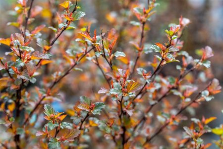 SWEET CHERRY TEA NINEBARK 30CM - image 1