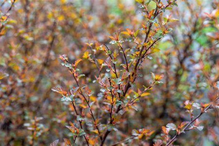 SWEET CHERRY TEA NINEBARK 30CM - image 3