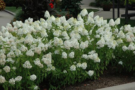 SWEET SUMMER HYDRANGEA 40C