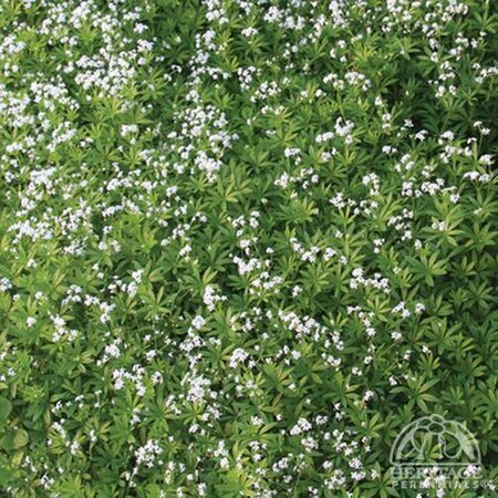 SWEET WOODRUFF (GALIUM) 3INCH