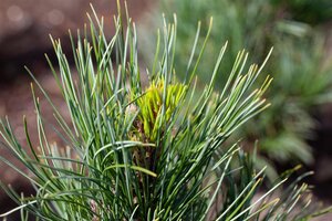 SWISS STONE PINE 70CM - image 1