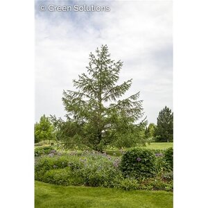 TAMARACK LARCH 300 CM