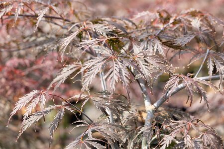TAMUKEYAMA DIS. JAPANESE MAPLE 50CM - image 3