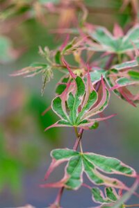 TAYLOR CUTLEAF JAPANESE MAPLE 75CM - image 3