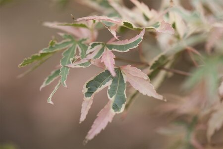 TAYLOR CUTLEAF JAPANESE MAPLE 75CM - image 1