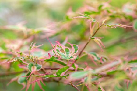 TAYLOR CUTLEAF JAPANESE MAPLE 75CM - image 2