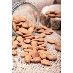 TEXAS MISSON ALMOND (3 MONTH WARRANTY)