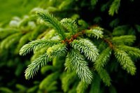 Plant/Tree Care & Supports