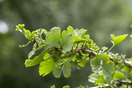 TROLL GINKGO 30CM - image 1