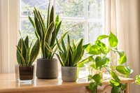 Tropicals