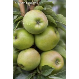 URBAN GOLD TREAT COLUMNAR APPLE