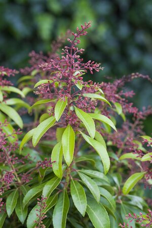 VALLEY ROSE PIERIS 30 CM - image 1