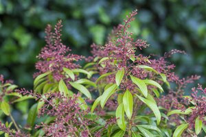 VALLEY ROSE PIERIS 30 CM - image 2