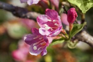 VARIEGATED WEIGELA 30 CM. - image 2