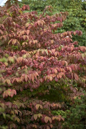 VIBURNUM MARIES DOUBLEFILE 40 CM - image 3