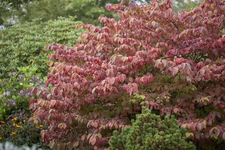 VIBURNUM MARIES DOUBLEFILE 40 CM - image 1