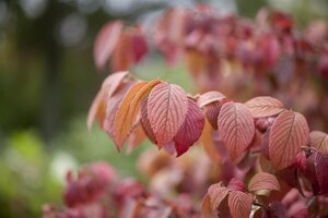 VIBURNUM MARIES DOUBLEFILE 40 CM - image 2