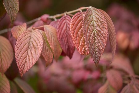 VIBURNUM MARIES DOUBLEFILE 40 CM - image 4