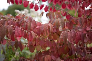 VIBURNUM MARIES DOUBLEFILE 40 CM - image 5